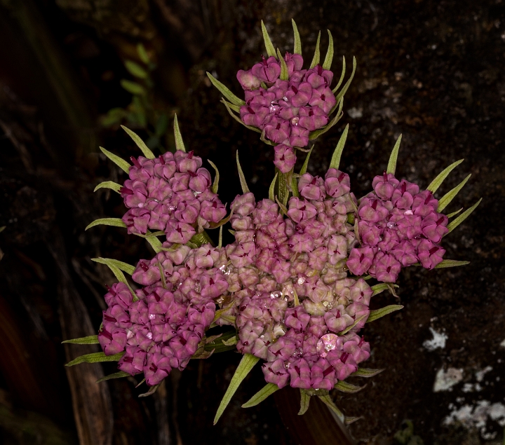 Lomatium columbianum 17-2687.jpg